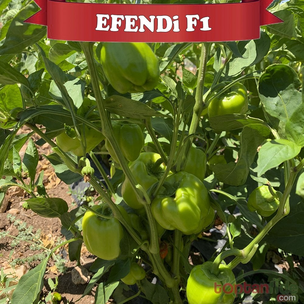 Efendi F1 Dolma Biber Tohumu 1000 Adet
