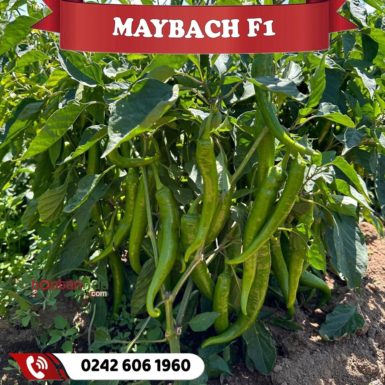 Maybach F1 Tatlı Sivri Biber Fidesi