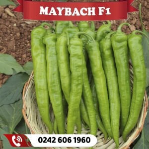 Maybach F1 Tatlı Sivri Biber Fidesi