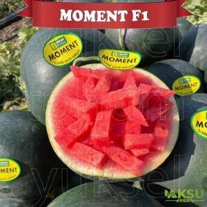 Moment F1 Çekirdeksiz Siyah Karpuz Fidesi