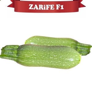 Zarife F1 Mini Kabak Fidesi