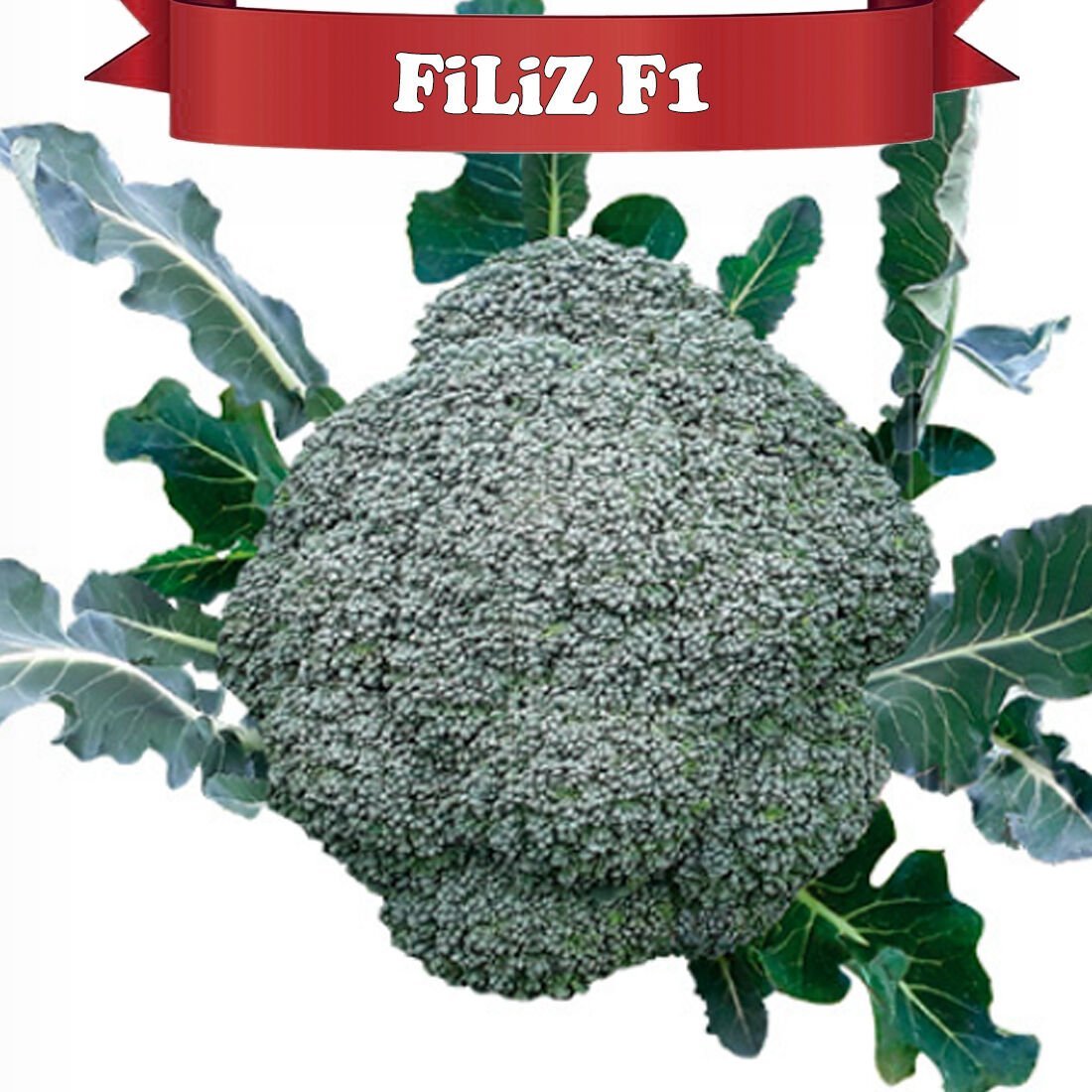 Filiz F1 Çok Erkenci Brokoli Fidesi