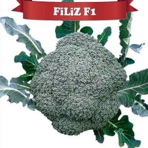 Filiz F1 Çok Erkenci Brokoli Fidesi