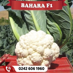 Bahara Karnabahar Fidesi