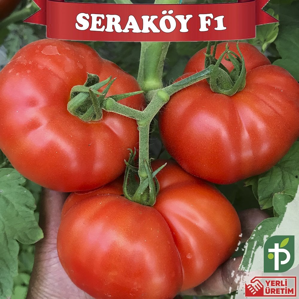 Seraköy F1 - Sırık Köy Domatesi Tohumu