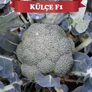 Külçe F1 Brokoli Fidesi