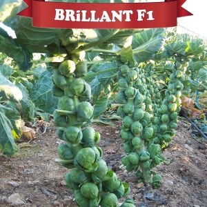 Brillant F1 Brüksel Lahanası Fidesi