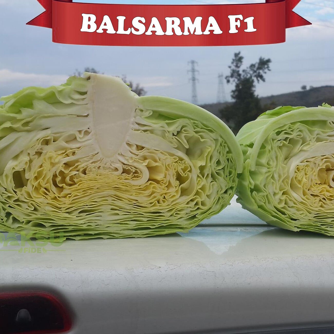 Balsarma F1 Sarmalık Beyaz Lahana Fidesi