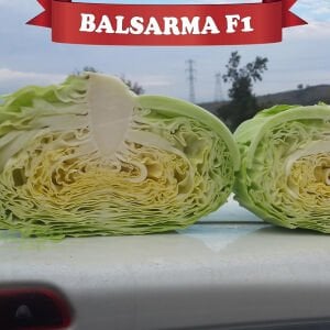 Balsarma F1 Sarmalık Beyaz Lahana Fidesi